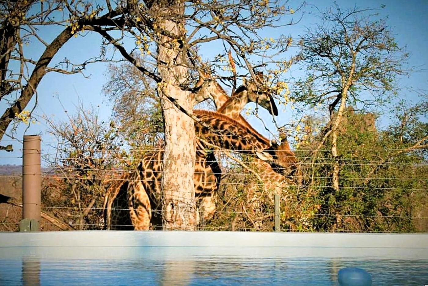 Hotel Ngalali Retreat Grietjie Game Reserve Exterior foto